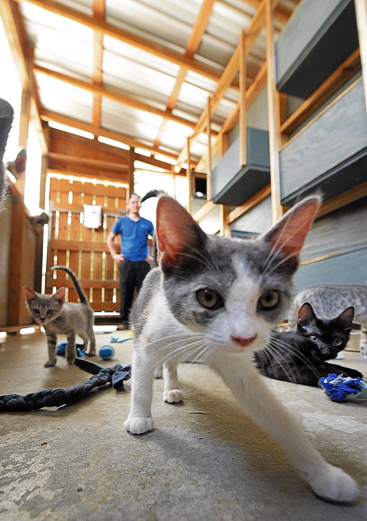 Wiregrass Humane Society accepts kittens after tragedy